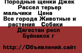 Породные щенки Джек Рассел терьер-мальчики › Цена ­ 40 000 - Все города Животные и растения » Собаки   . Дагестан респ.,Буйнакск г.